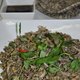 Stir Fried Baby Clams with sesame rice crackers at Eight Heaven Restaurant and Lounge