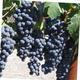 Napa Valley Grille Grapes - Dish at Napa Valley Grille
