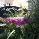 Beautiful Potted Plants and Blooming Flowers Surround the Eatery - Exterior at Sweet Butter Kitchen
