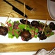 Bacon Wrapped Medjool Dates - Dish at Daniel's Restaurant & Lounge